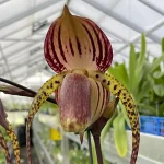 Paphiopedilum Hung Sheng Cape (stonei x anitum)