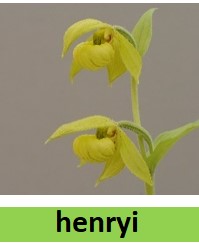 cypripedium henryi elite orchids