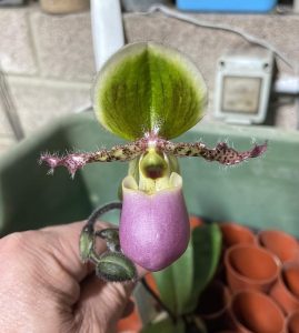 paphiopedilum technicolor paradise elite orchids 