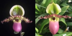 paphiopedilum technicolor paradise elite orchids 