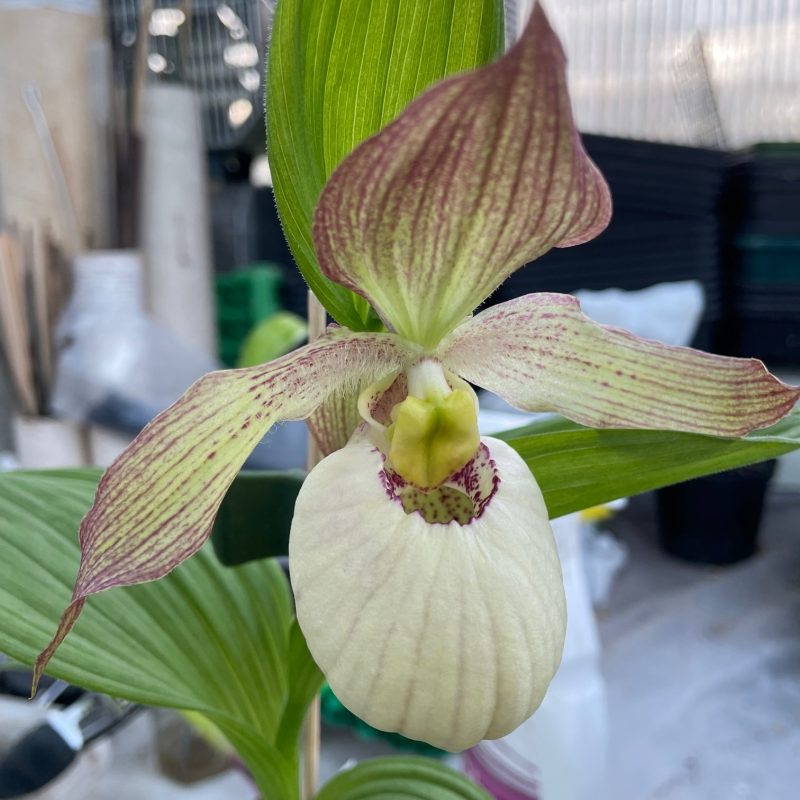 cypripedium macranthos alba x henryi tonk elite orchids