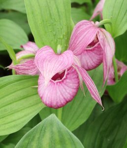 cypripedium john haggar (hotei-atsumorianum x macranthos) elite orchids