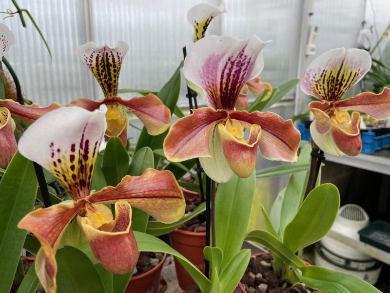 paphiopedilum-complex-elite-orchid