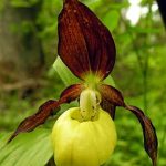 cypripedium calceolus elite orchids