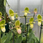 Paphiopedilum Pinocchio (glaucophyllum x primulinum) in sequential flower