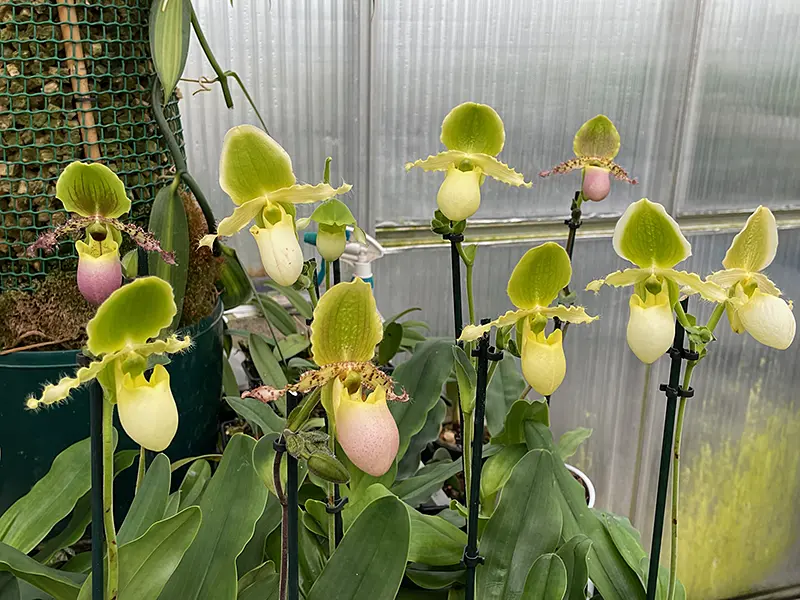 Paphiopedilum Pinocchio (glaucophyllum x primulinum) in sequential flower