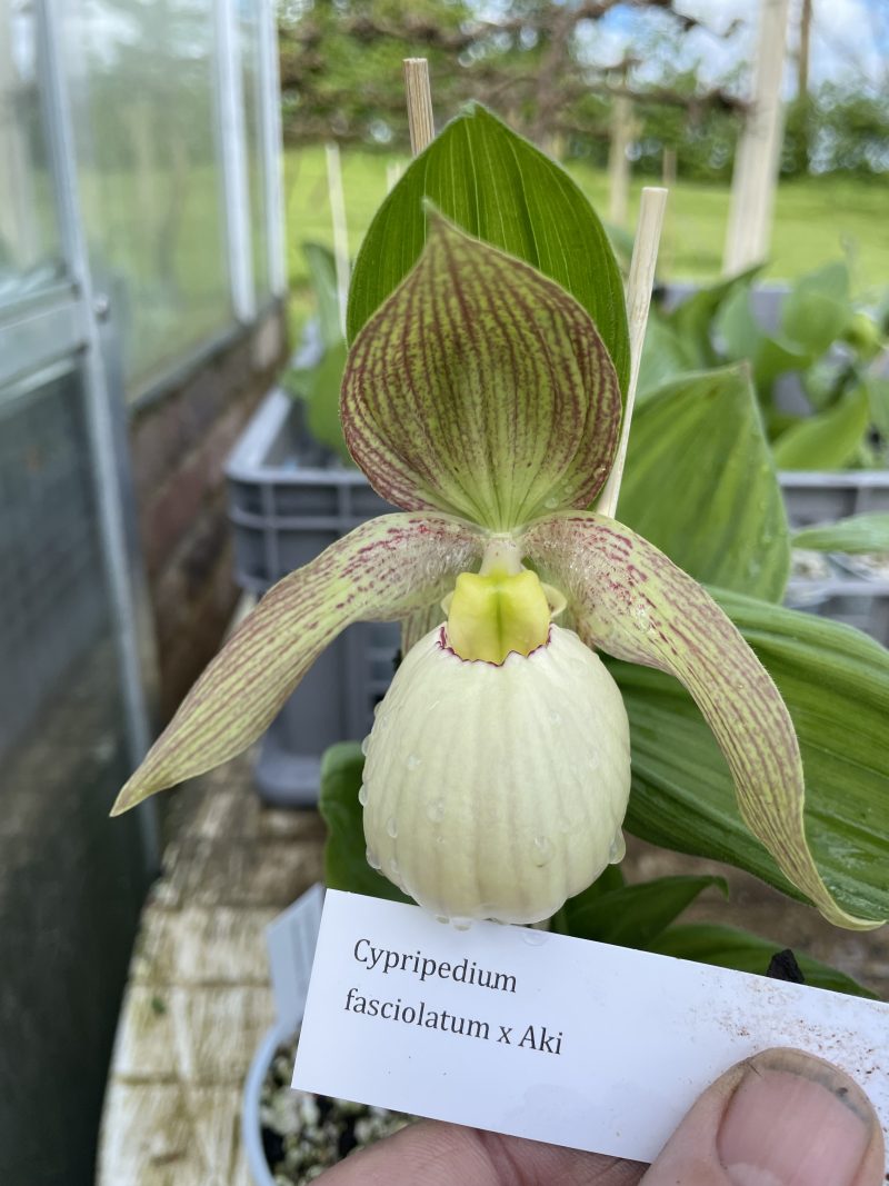 cypripedium fasciolatum x aki elite orchids