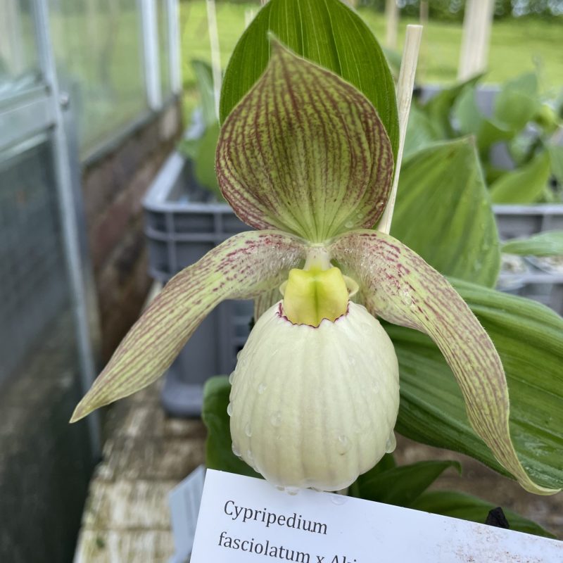 cypripedium fasciolatum x aki elite orchids