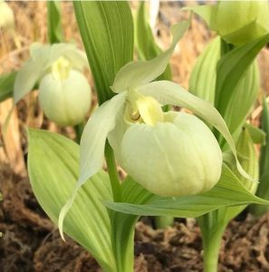 cypripedium bernd pastel (macranthos album x segawai) elite orchids