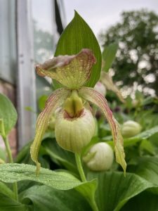 cypripedium hans erni x montanum elite orchids