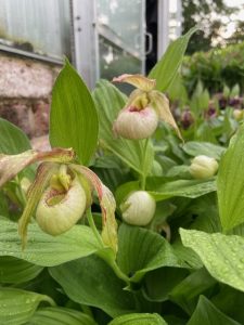 cypripedium hans erni x montanum elite orchids