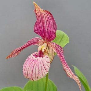 cypripedium hans erni x montanum elite orchids