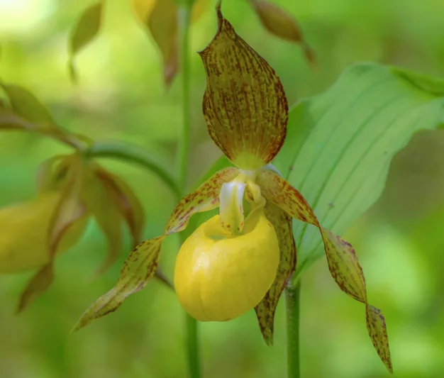 cypripedium victoria (parviflorum var pubescens x fasciolatum) elite orchids