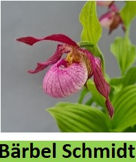 cypripedium barbel schmidt elite orchids 