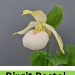 cypripedium elite orchids 