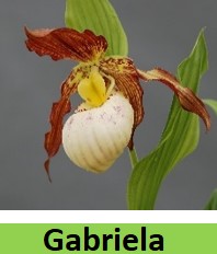 cypripedium gabriela elite orchids 