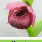 cypripedium henric elite orchids