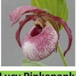 cypripedium lucy pinkepank