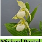 cypripedium michael pastel elite orchids 