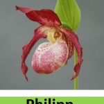 cypripedium phillip elite orchids 