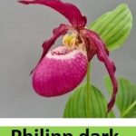 cypripedium philipp dark elite orchids 