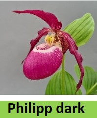 cypripedium philipp dark elite orchids