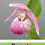 cypripedium renate elite orchids 