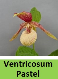 cypripedium ventricosum pastel elite orchids