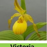 cypripedium victoria elite orchids 