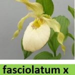 cypripedium fasciolatum x aki pastel elite orchids 