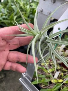 tillandsia bergeri elite orchids