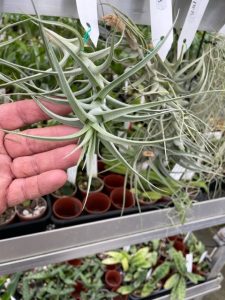 tillandsia bergeri elite orchids  