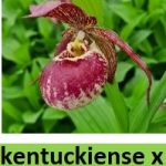 cypripedium kentuckiense elite orchids