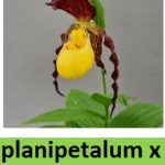 cypripedium planipetalum x kentuckiense elite orchids 