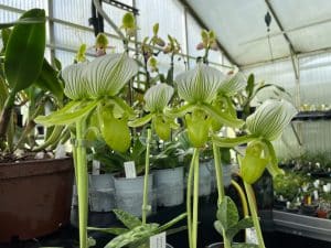 paphiopedilum maudiae green album slipper orchid in flower elite orchids