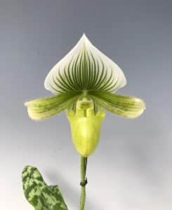 paphiopedilum maudiae green album slipper orchid in flower elite orchids