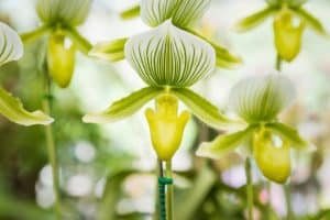 paphiopedilum maudiae green album slipper orchid in flower elite orchids