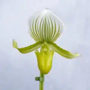 paphiopedilum maudiae green album slipper orchid in flower elite orchids