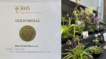 royal horticultural society gold medal winner elite orchids