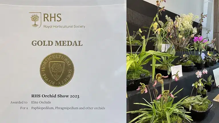 royal horticultural society gold medal winner elite orchids