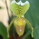 Paphiopedilum-insigne-elite-orchids