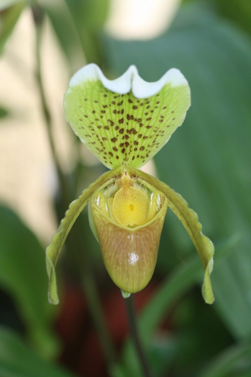 Paphiopedilum-insigne-elite-orchids